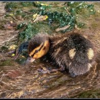 Bathing duckling 2.jpg