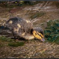 drinking duckling 10.jpg