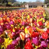 Tulip-tastic!