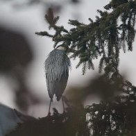 Grey heron.jpg