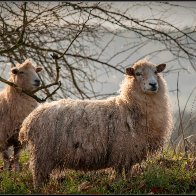 Backlit sheep halved..jpg