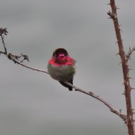 Anna's Hummingbird male, Brackett's Landing, WA.jpeg