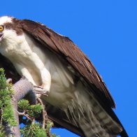 Osprey, on tree, Edmonds, WA.jpeg