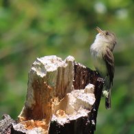 Willow Flycatcher III, Scriber Lake, WA.jpeg