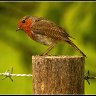 Robin on a post.