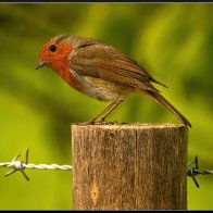 Robin on post halved..jpg