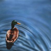 Mallard with Ripples.jpeg