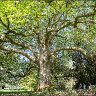 A beautiful tree 2.