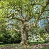 A beautiful tree.