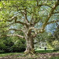 A beautiful tree 3 halved..jpg