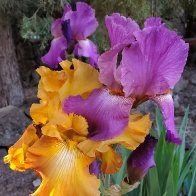 Rustic Cedar Orchid Gem.jpg