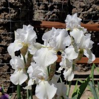 Enchanted Cloud group.jpg