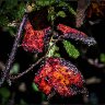 senescence
