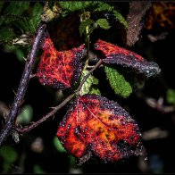 Senescence 3..jpg