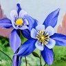 Colorado Columbines 