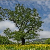 Tree and buttercups 6 halved..jpg