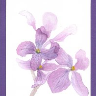 Annual Honesty Painted May 3rd 2026.jpg