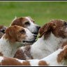 dog day afternoon