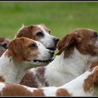 Dog day afternoon 2.jpg