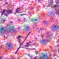 Blooming Cherry Tree filter1.jpg