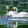 Swans and cygnets.