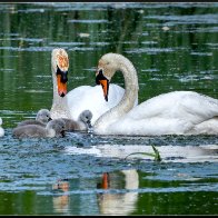 swans and cygnets 3 halved..jpg