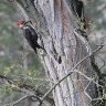 Big Woodpecker knocking on our tree