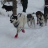 release_mushing_carlasimon