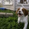 bjorn brittany spaniel carlasimon