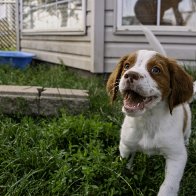 bjorn_smiling_in_the_grass_8wks_web_1920x1080.jpg