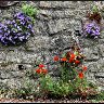 wallflowers