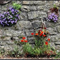 wallflowers 4.jpg