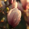 Magnolie1  2026