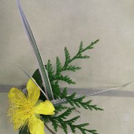 St. John's wort.jpg