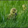 baby canada goose.