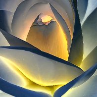 White Rose filter1.jpg