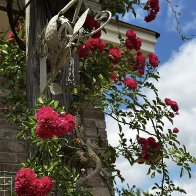 my roses4.jpg
