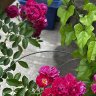 my Roses2