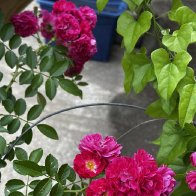 my Roses2.jpg