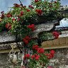 Roses from our backyard in Alabama USA