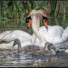new swan family