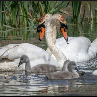new swan family halved..jpg