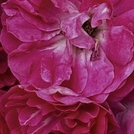 Roses closeup.jpg