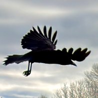 IMG_0264 2.JPG
