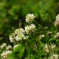 Micro Clover .jpg