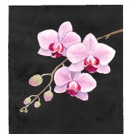 Orchids.jpg