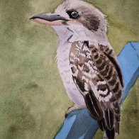 kookaburra.jpeg.jpg