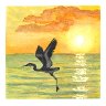 Bird on lake at sunset