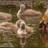 drinking swan and cygnets