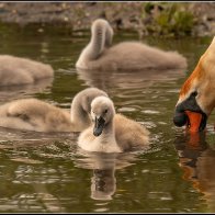 swan drinking 2 halved..jpg